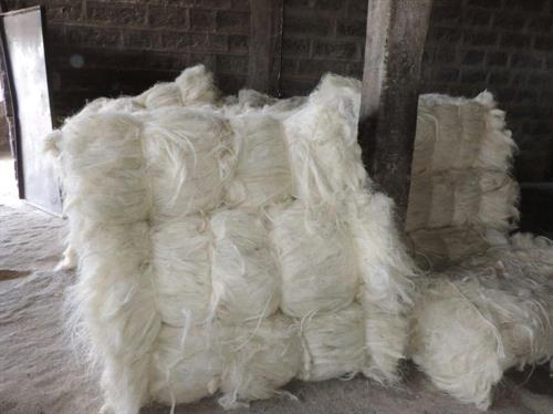 Sisal Fibre